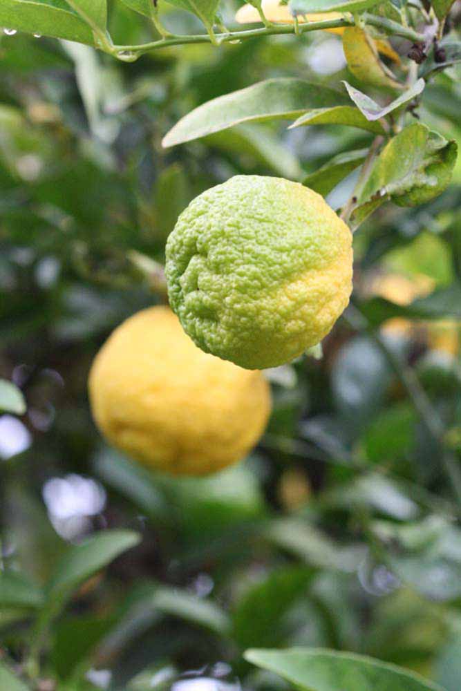            Fruit (Schaub, Riverside, CA)   